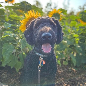 Doggie Business - Pet Sitting Near Me - Holmen, Wisconsin Doggie Business - Pet Sitting Near Me - Holmen, Wisconsin