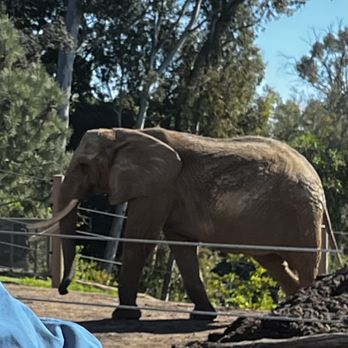 Elephant Odyssey - Zoos Near Me - San Diego, California
