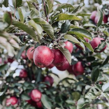 Leaman's Green Applebarn - Beautiful apples - Fruits & Veggies Near Me - Freeland, Michigan Leaman's Green Applebarn - Beautiful apples - Fruits & Veggies Near Me - Freeland, Michigan