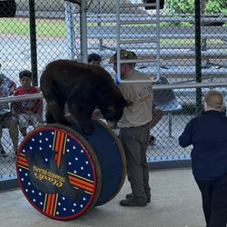 Clark's Bears - One of Clark's performing bears. (I believe this is Hildie, the darker of the two.)