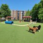 Photo of Wiggley Field Dog Park