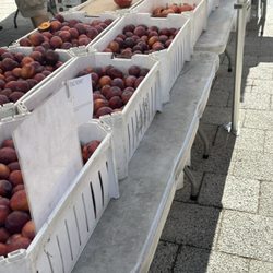 Twin Girls Farm - Figs at the Noe Valley Farmers Market San Francisco