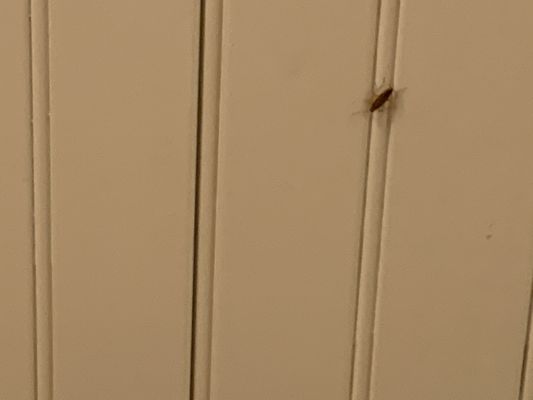 Belmont Station by null