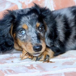 Splendor Farms - Baby Louie shortly after coming home from the farm