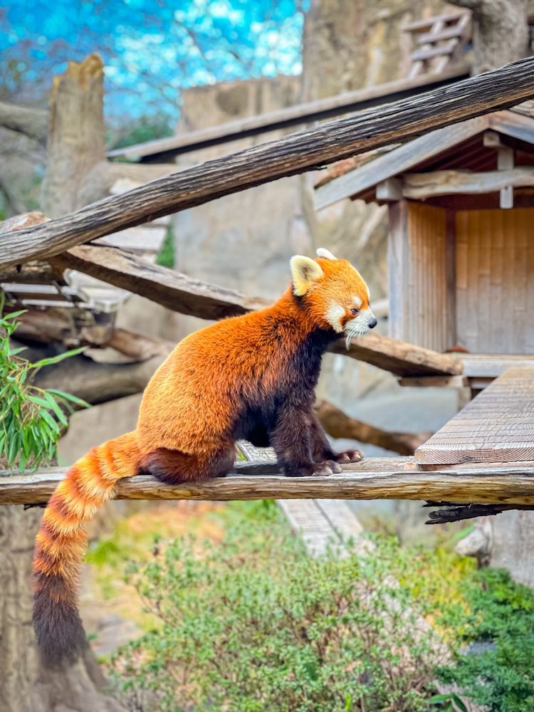 Yokohama Shiritsu Nogeyama Zoo