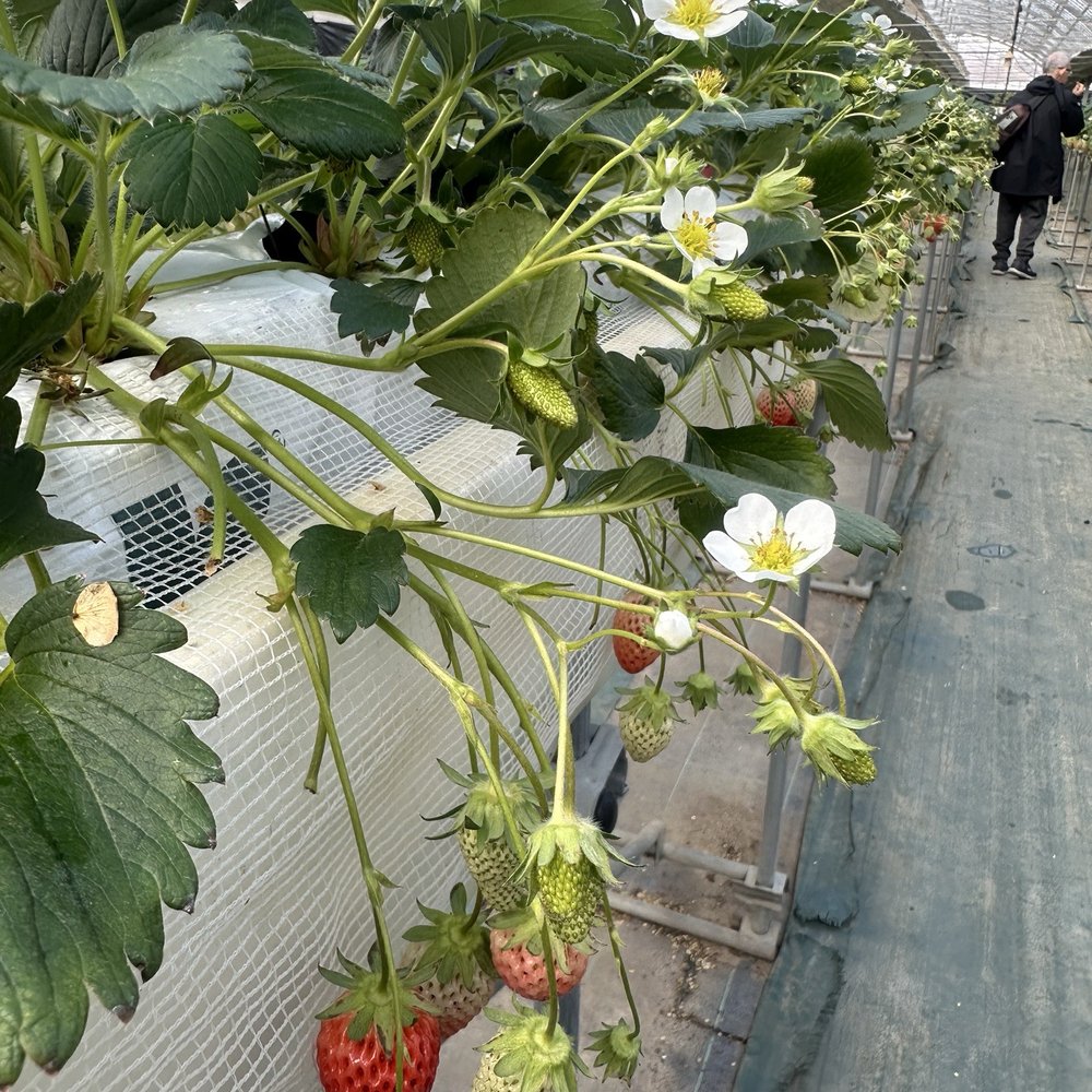 Non-Stop Travel - Strawberry farm tour and tasting - Tours Near Me - Honolulu, Hawaii