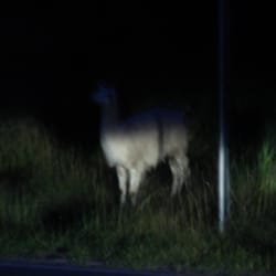 Parco Naturale di Cavriglia - Lama-Mutter mit Kind beim nächtlichen Spaziergang am Straßenrand