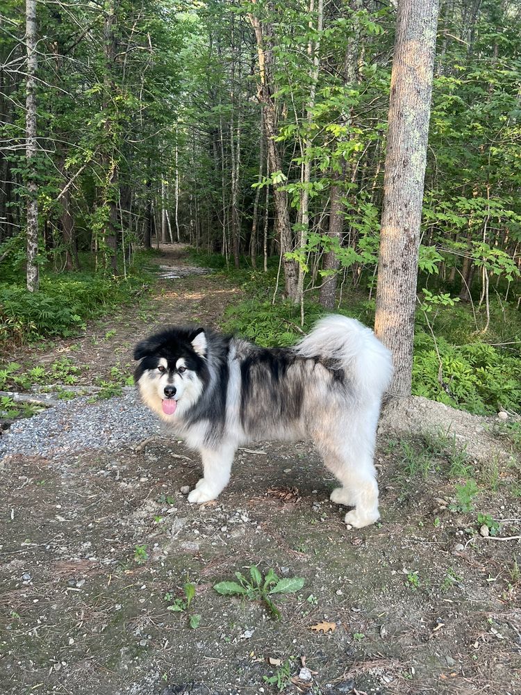 HAPPY PAWS UNLEASHED Pet Sitting 647 Lewiston Rd, Topsham, ME