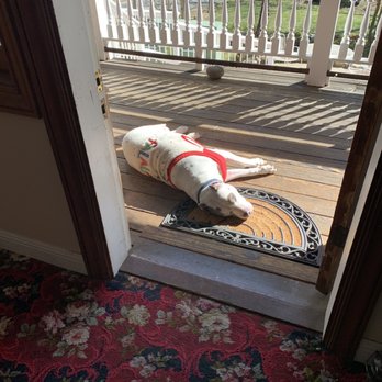 Dutch Flat Hotel - Their rescue dog sunbathing in the morning! - Hotels Near Me - Dutch Flat, California