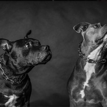 Portraits On Parkview - Pet Photography Near Me Portraits On Parkview - Pet Photography Near Me