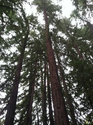 Storybook Mountain Winery by null
