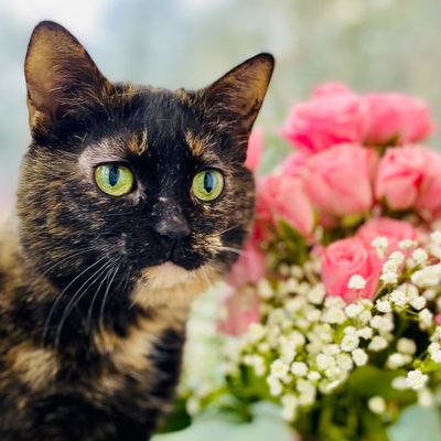 Shiawassee Humane Society