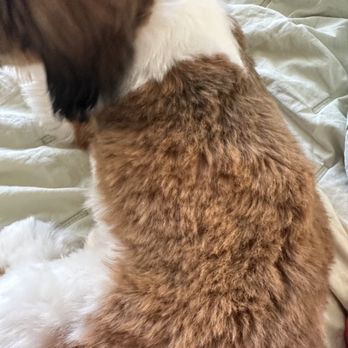 Breezy Paw Mobile Grooming - Uneven, choppy cut - Pet Groomers Near Me Breezy Paw Mobile Grooming - Uneven, choppy cut - Pet Groomers Near Me