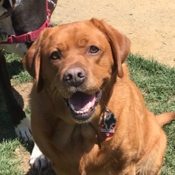 Gary Maria's Professional Dog Training - Pet Training Near Me