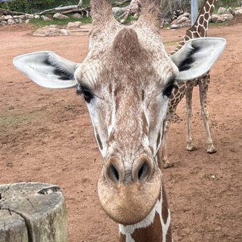 Cheyenne Mountain Zoo - Feed a giraffe, make a friend. As long as you're offering lettuce. - Zoos Near Me - Colorado Springs, Colorado Cheyenne Mountain Zoo - Feed a giraffe, make a friend. As long as you're offering lettuce. - Zoos Near Me - Colorado Springs, Colorado