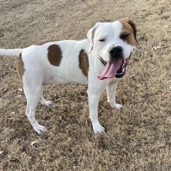 MESQUITE - Animal Shelters Near Me - Mesquite, Texas