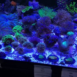 Poseidon Aquarium - Wide variety of Euphyllia Coral