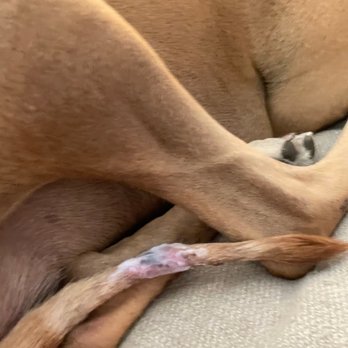 Smart Parke - My dog's tail after 3 months since he got injured. - Pet Boarding Near Me - Laguna Woods, California Smart Parke - My dog's tail after 3 months since he got injured. - Pet Boarding Near Me - Laguna Woods, California