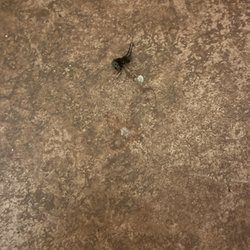 Hotel Posado El Moro - Another critter