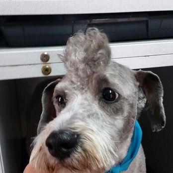 Pretty Pets Grooming - Pet Stores Near Me - Springdale, Arkansas Pretty Pets Grooming - Pet Stores Near Me - Springdale, Arkansas