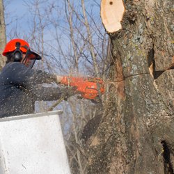 JJ Treetops - Tree Trimming