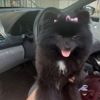 Splash Doggie - Pet Groomers Near Me - Burbank, California