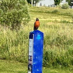 The Stouffville Off-Leash Dog Park