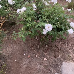a bush of white flowers