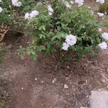 Cabreras Gardening Services - a bush of white flowers - Gardeners Near Me - Glendora, California