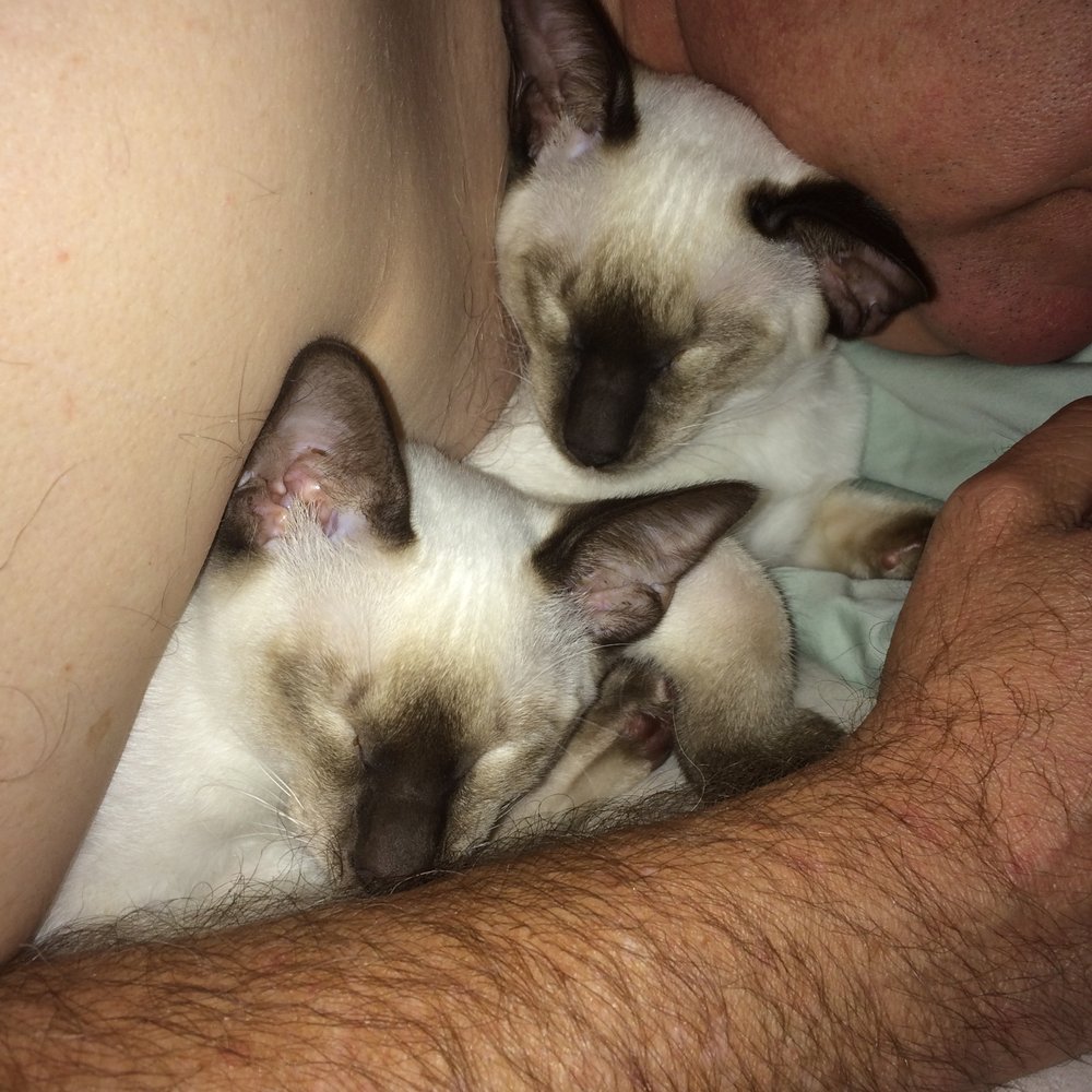 Monroe Dawn DVM - My Siamese twins and their daddy - Veterinarians Near Me - Decatur, Alabama