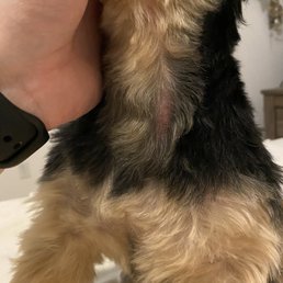 Dog's neck. Dog's neck.