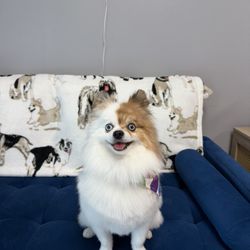 Angel Care Pet Grooming Spa - Pomeranian grooming
