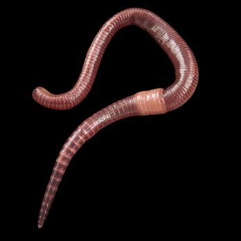 Fort White Farm And Feed - Live earthworms - Livestock Feed & Supply Near Me - Fort White, Florida Fort White Farm And Feed - Live earthworms - Livestock Feed & Supply Near Me - Fort White, Florida