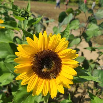 Dalton Farms - Sunflower - Attraction Farms Near Me - Logan Township, New Jersey Dalton Farms - Sunflower - Attraction Farms Near Me - Logan Township, New Jersey