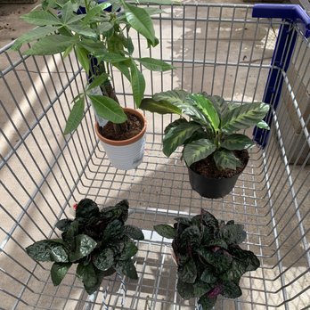 Lowe's Home Improvement - Indoor cat friendly plants. Money tree, purple waffle, and Calathea - Hardware Stores Near Me - Webster, Texas