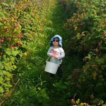 Lakeview Berry Farm - This lane kept 16mo busy for an hour!! Bring bug spray and Sun block. - Pick Your Own Farms Near Me - Mosinee, Wisconsin Lakeview Berry Farm - This lane kept 16mo busy for an hour!! Bring bug spray and Sun block. - Pick Your Own Farms Near Me - Mosinee, Wisconsin