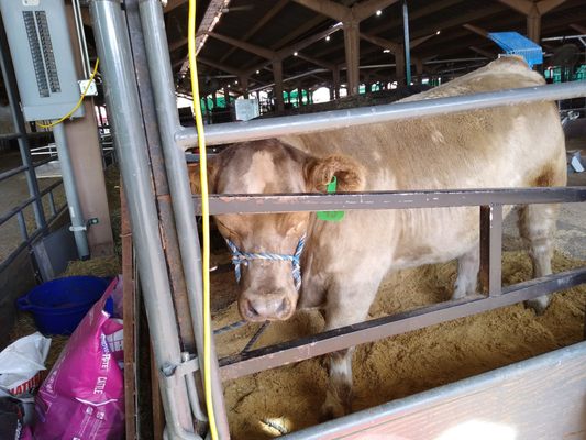 Colorado State Fairgrounds by null