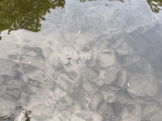 Stanley Park by null