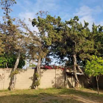 V & A Tree Service - Before... - Tree Services Near Me - Garden Grove, California V & A Tree Service - Before... - Tree Services Near Me - Garden Grove, California