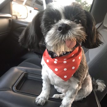 Puppy Salon - My dog Dallas - Pet Groomers Near Me - Whittier, California Puppy Salon - My dog Dallas - Pet Groomers Near Me - Whittier, California