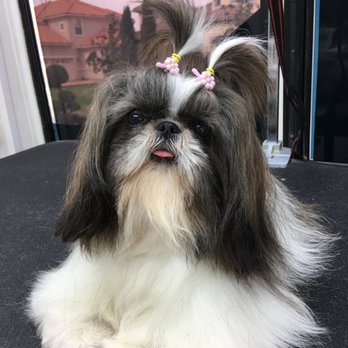 comb and collar pet salon