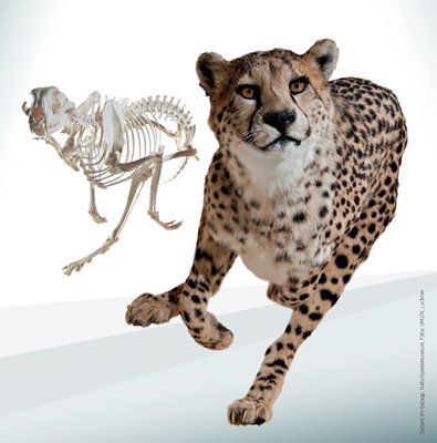 Naturkundemuseum by null