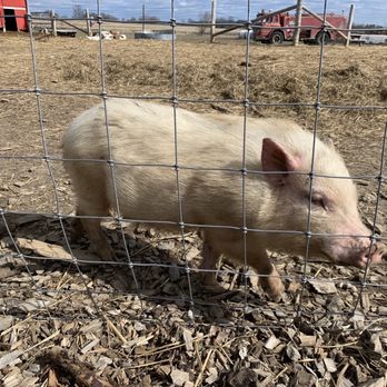 Carma Farms - Farms Near Me - Markham, Ontario Carma Farms - Farms Near Me - Markham, Ontario