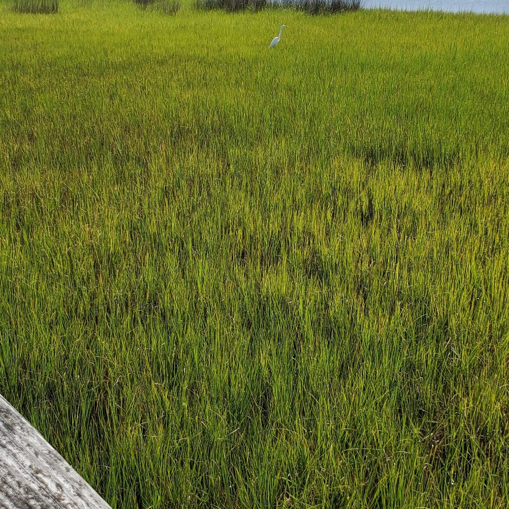 Soundside Park - Parks Near Me - Surf City, North Carolina Soundside Park - Parks Near Me - Surf City, North Carolina