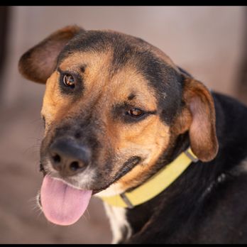 Cedar Oaks Rescue - Otto wishes he would find a home to call his own. - Animal Shelters Near Me Cedar Oaks Rescue - Otto wishes he would find a home to call his own. - Animal Shelters Near Me