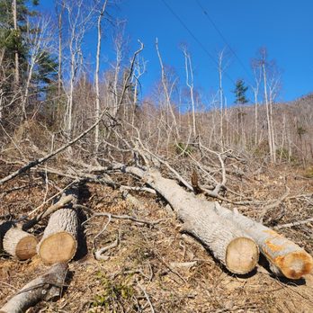 Alpine Terrain Services - Tree removal - Lawn Services Near Me - Black Mountain, North Carolina