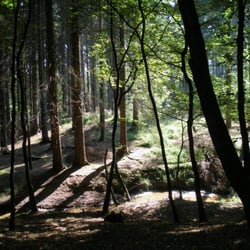 Königsforst - Nadel- und Blätterwald wechseln sich ab
