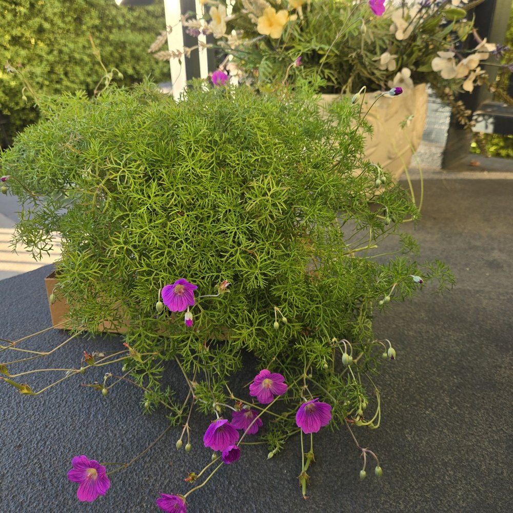 Geranium Incanum