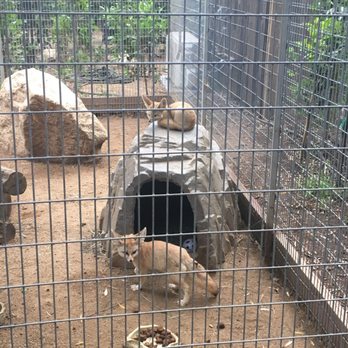 Wildlife Learning Center - Fennec foxes are so cute! - Zoos Near Me - Sylmar, California