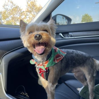 Pup's N Bubbles Pet Grooming - After - Pet Groomers Near Me - Lake Elsinore, California